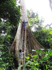 Sometimes two sections of a ladder joint together aren't enough (photo: Lan Qie, Sabah, 2013-14)